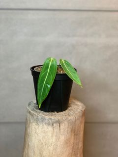 （分類：）位於 。 由 lostinaroid 提交（商品編號 1135377349，圖片 1）。簡介： 。