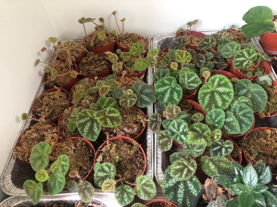 Begonia Kui Furniture Home Living Gardening Plants Seeds On Carousell