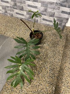 (Category: ) located in . Submitted by plantsparty (Listing ID 1135351918, Image 1). Description: .