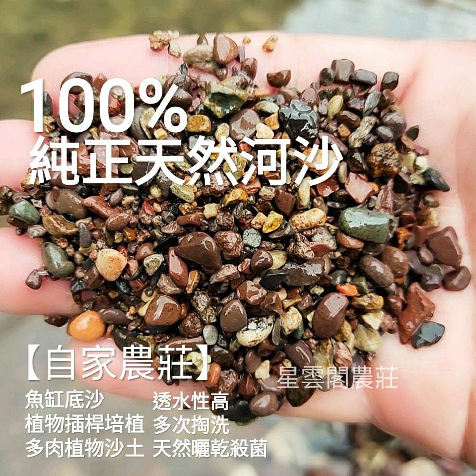 正宗純天然河沙沙土sand 魚缸造景底砂插桿培植混土使用多肉植物象牙宮植物盆栽魚缸水培植物plant Pot 星雲閣農莊 傢俬 家居 園藝