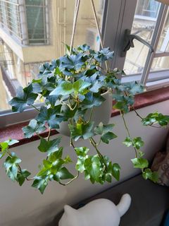 （分類：）位於 。 由 ykit244 提交（商品編號 1135506008，圖片 1）。簡介： 。