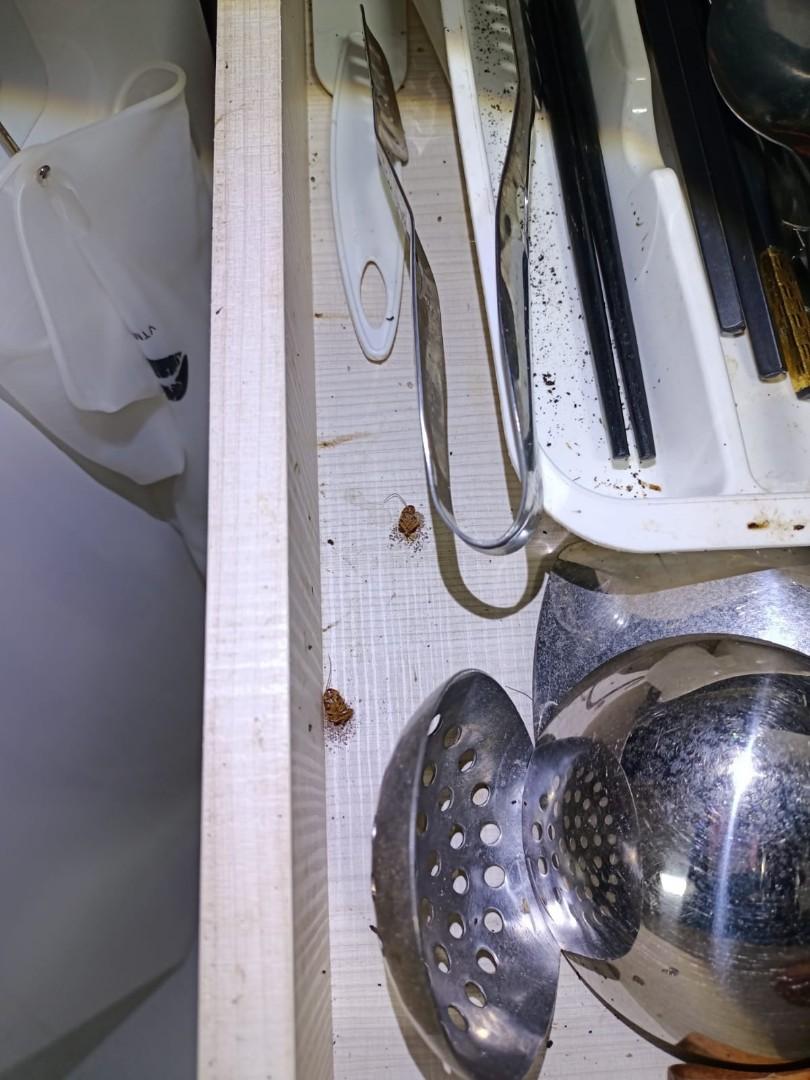 Cockroach infestation, Furniture & Home Living, Cleaning & Homecare