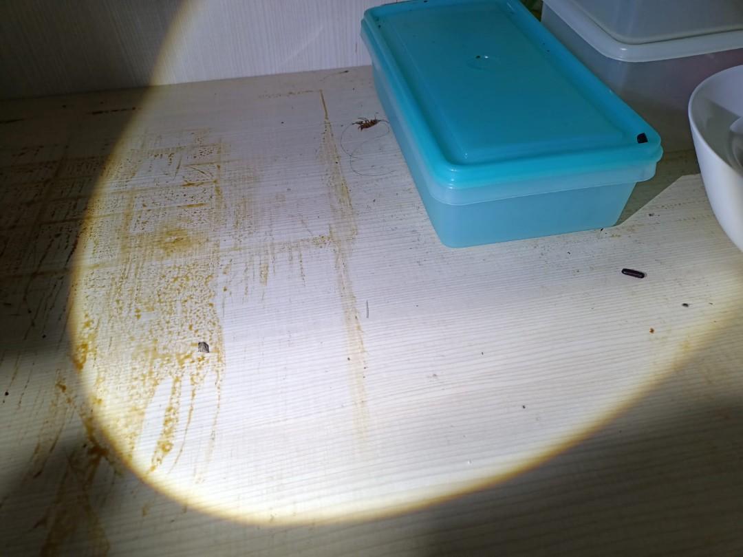 Cockroach infestation, Furniture & Home Living, Cleaning & Homecare