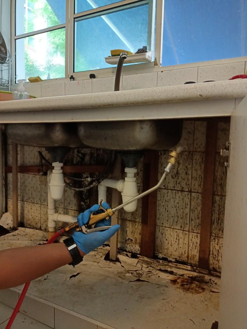 Cockroach infestation, Furniture & Home Living, Cleaning & Homecare