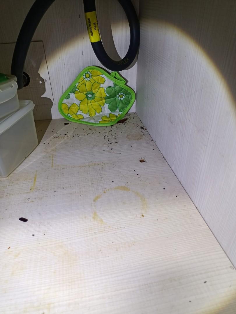 Cockroach infestation, Furniture & Home Living, Cleaning & Homecare