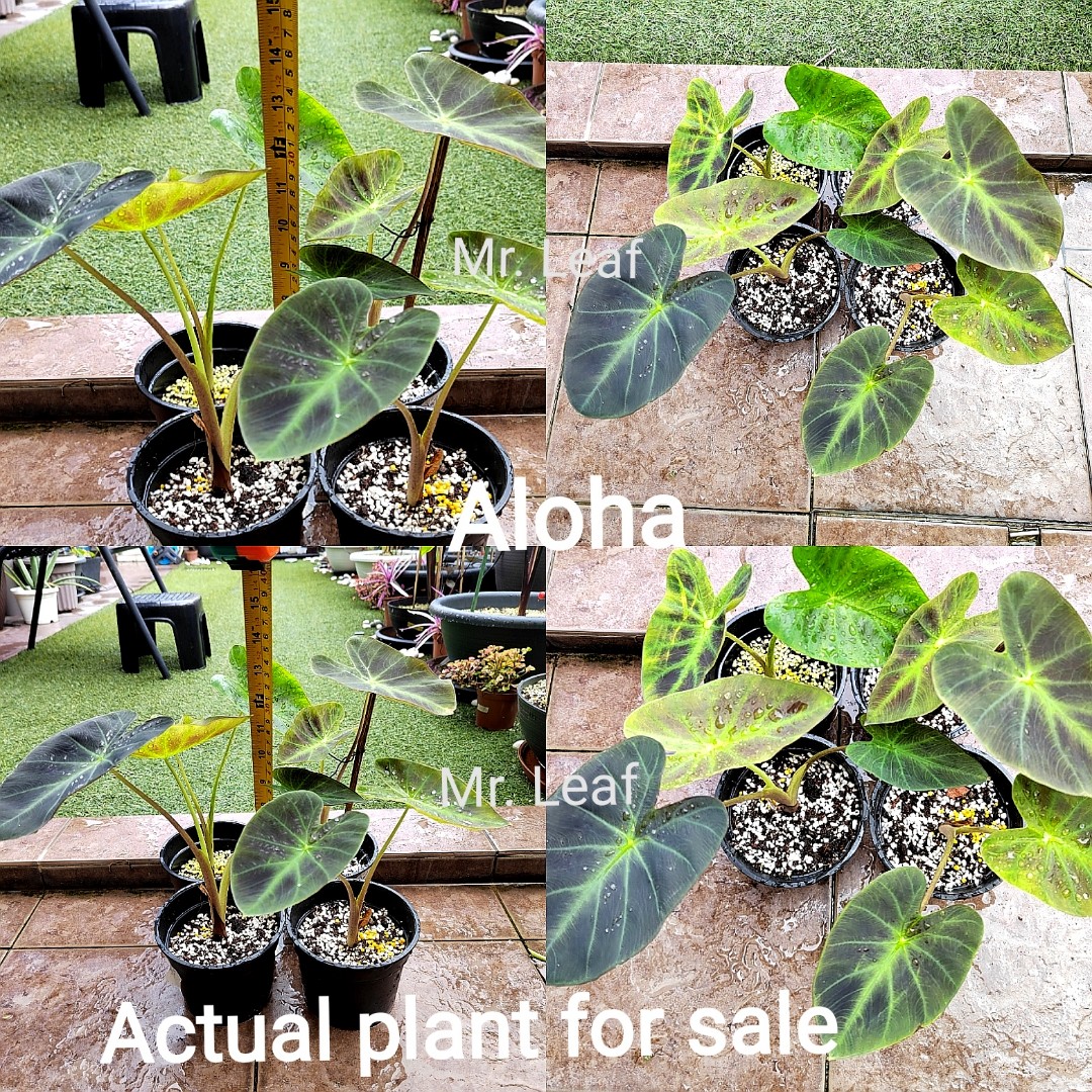 Colocasia Aloha, Furniture & Home Living, Gardening, Plants & Seeds on