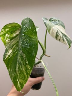 （分類：）位於 。 由 armanikent 提交（商品編號 1135594031，圖片 1）。簡介： 。
