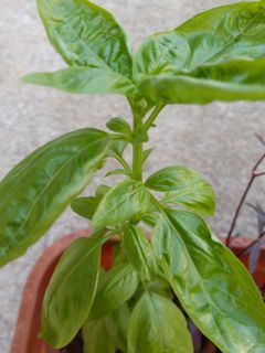 (Category: ) located in . Submitted by herb_garden (Listing ID 1135472878, Image 1). Description: .