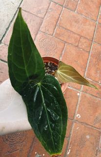 (Category: ) located in . Submitted by kebun_omma (Listing ID 1135661038, Image 1). Description: .