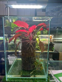 (Category: ) located in . Submitted by aaabiz (Listing ID 1135804192, Image 1). Description: .