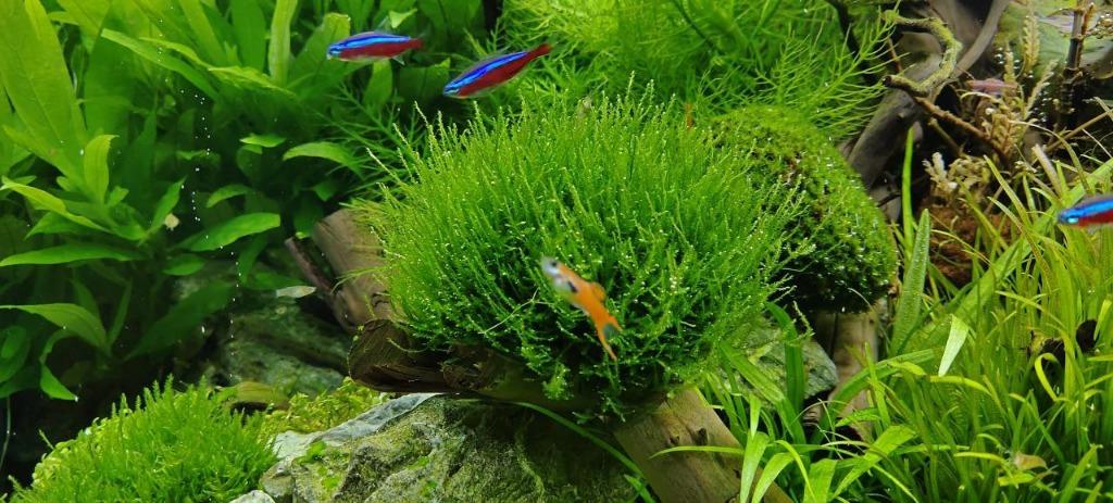 Java Moss (Category: Plants & Seeds) located in Singapore. Submitted by insywinsyspider (Listing ID 1135797228, Image 2). Description: Fresh java moss for aquarium: ✅ Well maintained in algae-free aquarium ✅ Sold in 12cm x 6.5cm plastic container ✅ 1 for $7, 2 for $13 ✅ Self-collection at Sengkang.
