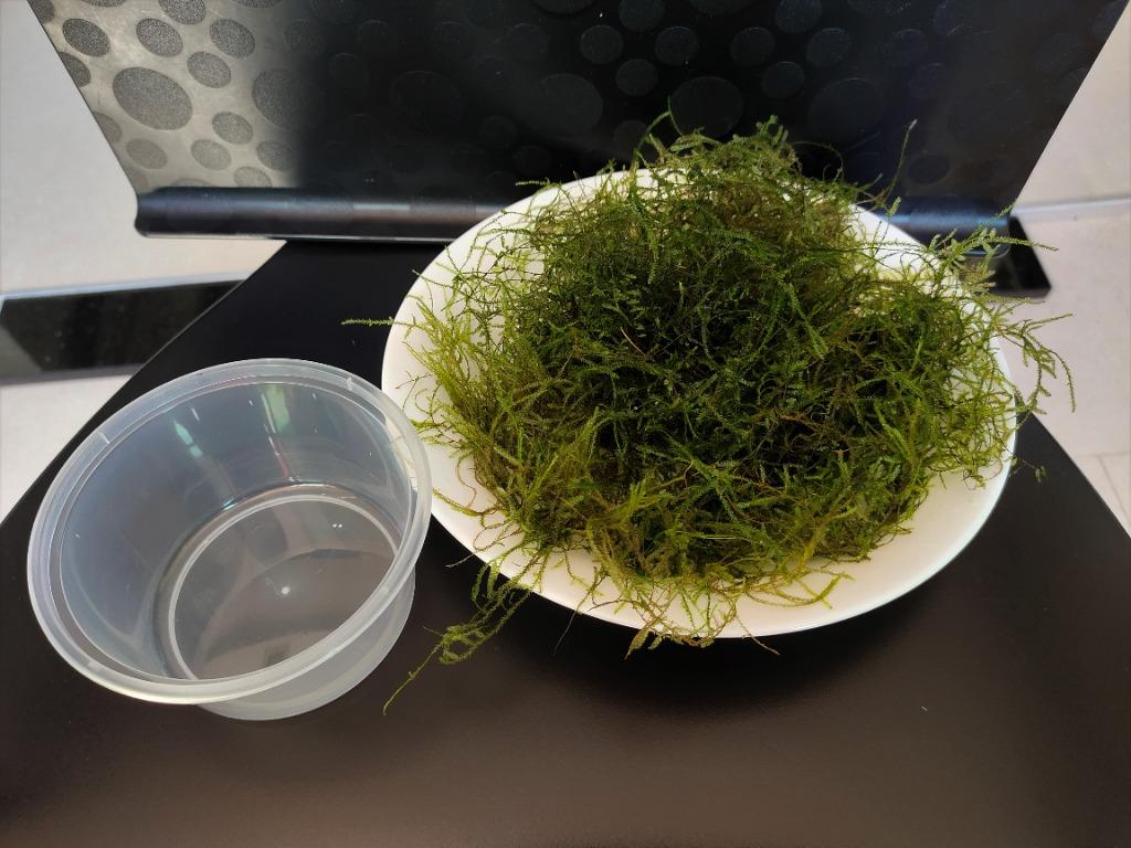 Java Moss (Category: Plants & Seeds) located in Singapore. Submitted by insywinsyspider (Listing ID 1135797228, Image 1). Description: Fresh java moss for aquarium: ✅ Well maintained in algae-free aquarium ✅ Sold in 12cm x 6.5cm plastic container ✅ 1 for $7, 2 for $13 ✅ Self-collection at Sengkang.