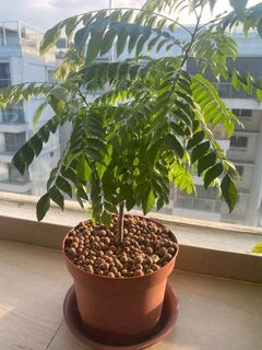 (Category: ) located in . Submitted by aashim (Listing ID 1135730614, Image 1). Description: .