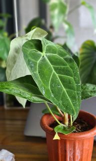 (Category: ) located in . Submitted by potheplant (Listing ID 1135881252, Image 1). Description: .