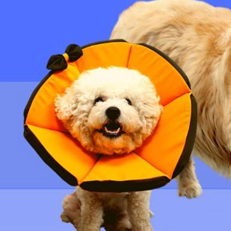 Cheap e shop collar