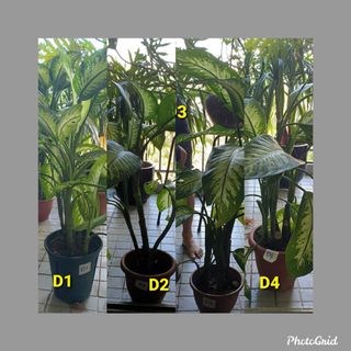 (Category: ) located in . Submitted by epsilonint (Listing ID 1135846832, Image 1). Description: .