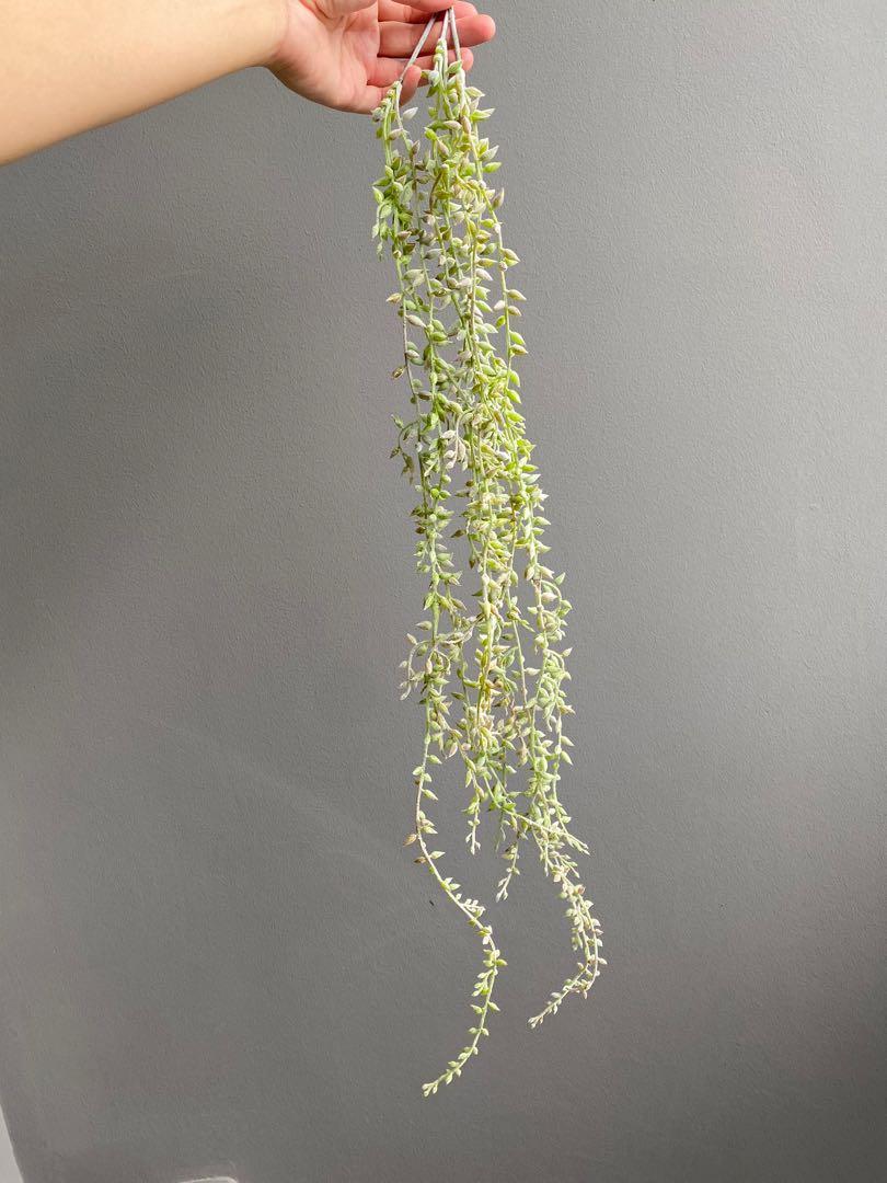 Realistic Faux trailing plant / Fake hanging vines, Furniture & Home