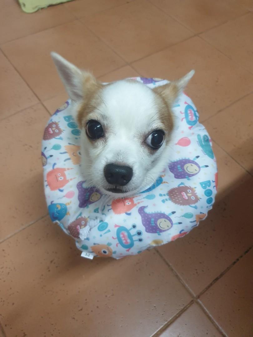 E collar hotsell for chihuahua