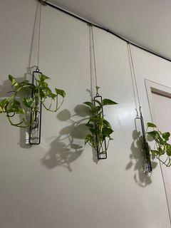 POTHOS  WITH HANGING INDOOR VASE (price for each)