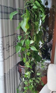 (Category: ) located in . Submitted by sh.ji76 (Listing ID 1135857161, Image 1). Description: .