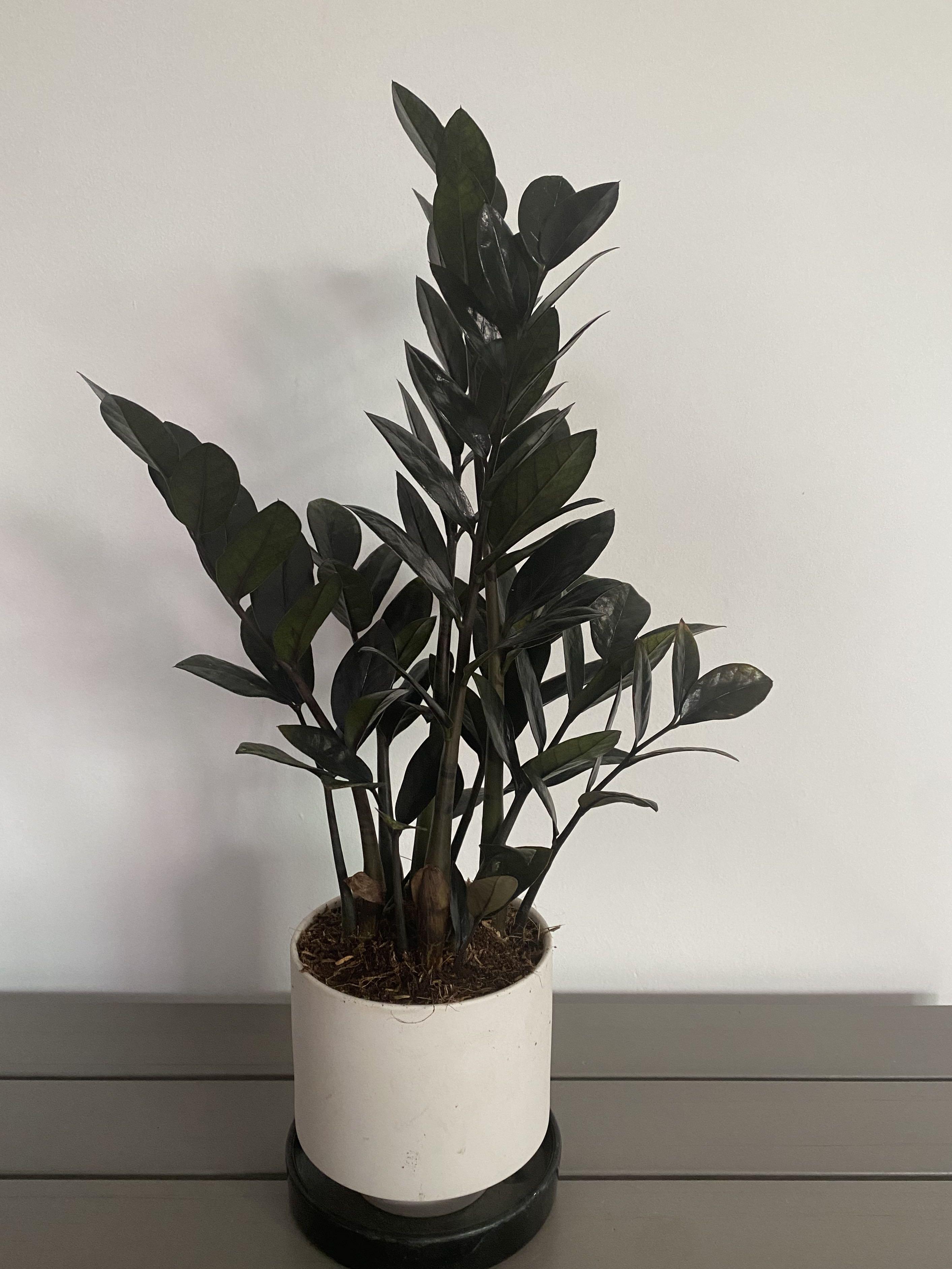 Rare Black Raven Zz Plant Zamioculcas Zamiifolia Furniture Home Living Gardening Plants Seeds On Carousell Rare Black Raven Zz Plant Zamioculcas Zamiifolia Furniture Home Living Gardening Plants Seeds On Carousell