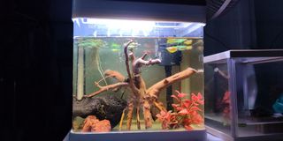 (Category: ) located in . Submitted by nexoxeus (Listing ID 1135947923, Image 1). Description: .