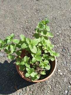 由 sylvia.wu0000 (刊登 ID 1136165416，圖片 1) 提交，位於 的 (類別：)，說明：。