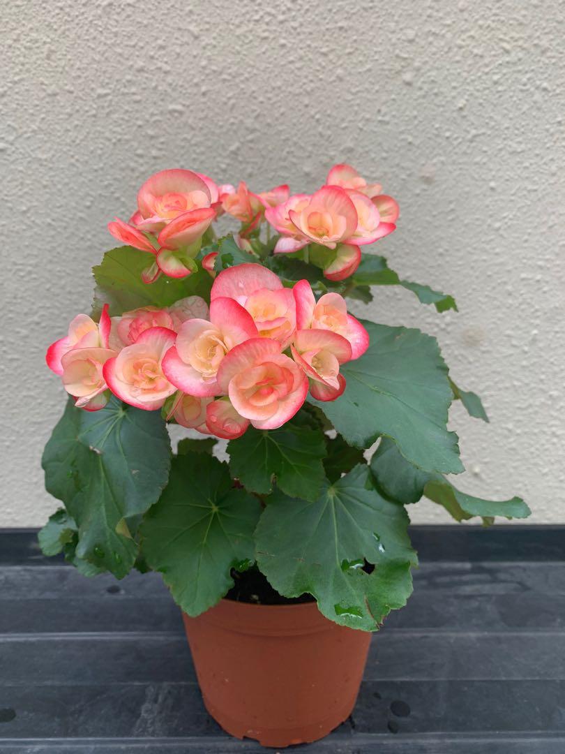 Begonia Rose, Furniture & Home Living, Gardening, Plants & Seeds on  Carousell