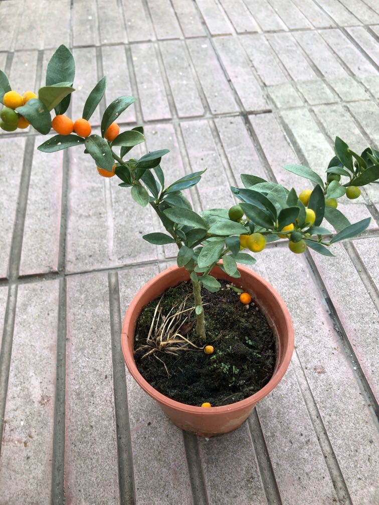 Bonsai Kumquat Furniture Home Living Gardening Plants Seeds On Carousell