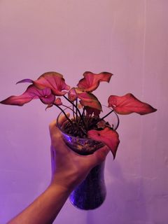 (Category: ) located in . Submitted by bc.garden (Listing ID 1136153752, Image 1). Description: .