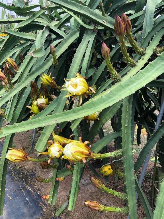 Dragon Fruit Yellow 100 Seeds - Pitaya | €30.00