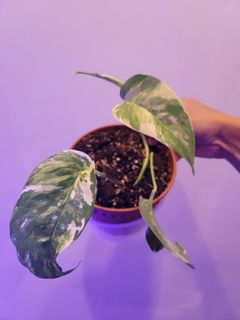 (Category: ) located in . Submitted by bc.garden (Listing ID 1136154182, Image 1). Description: .