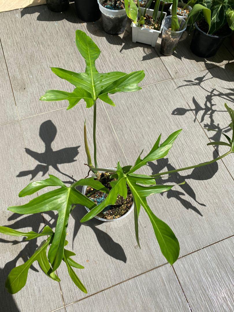 Philodendron Gladhands / quercifolium, Furniture & Home Living