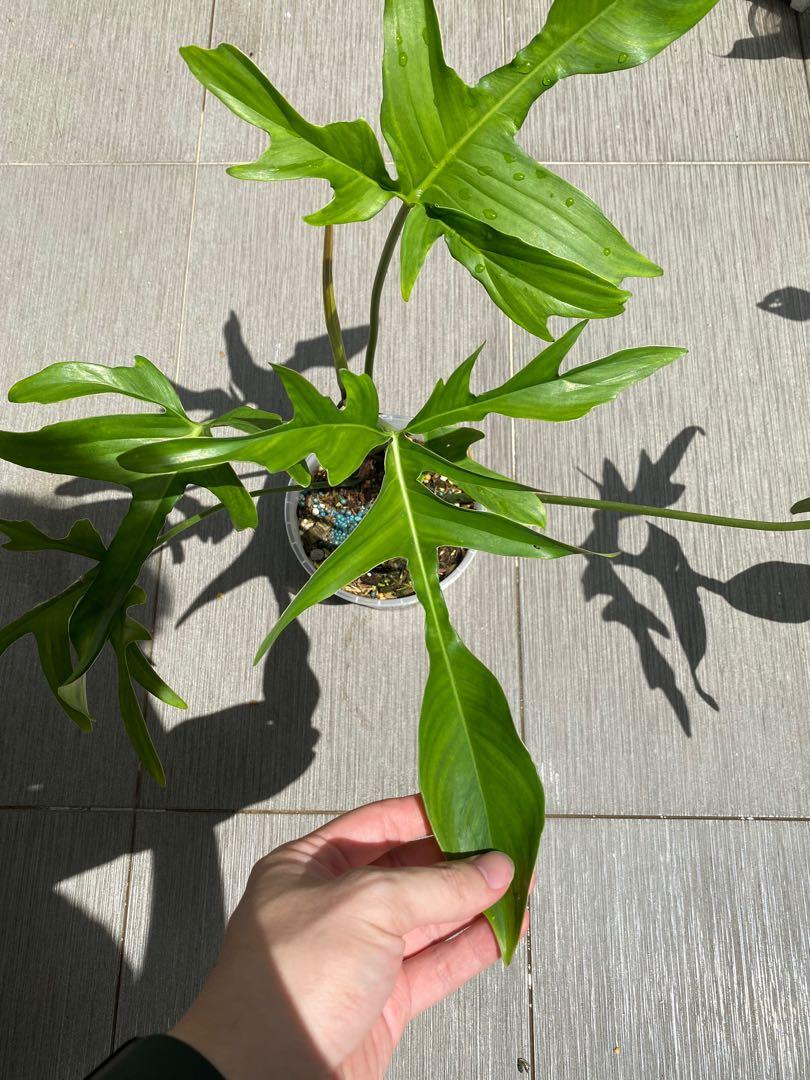 Philodendron Gladhands / quercifolium, Furniture & Home Living