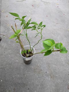 (Category: ) located in . Submitted by messygardener (Listing ID 1136251800, Image 1). Description: .
