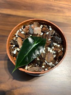（分類：）位於 。 由 hkicok 提交（商品編號 1136395078，圖片 1）。簡介： 。