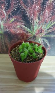(Category: ) located in . Submitted by heliamphora (Listing ID 1136225320, Image 1). Description: .