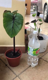 (Category: ) located in . Submitted by dcsoon (Listing ID 1136237244, Image 1). Description: .
