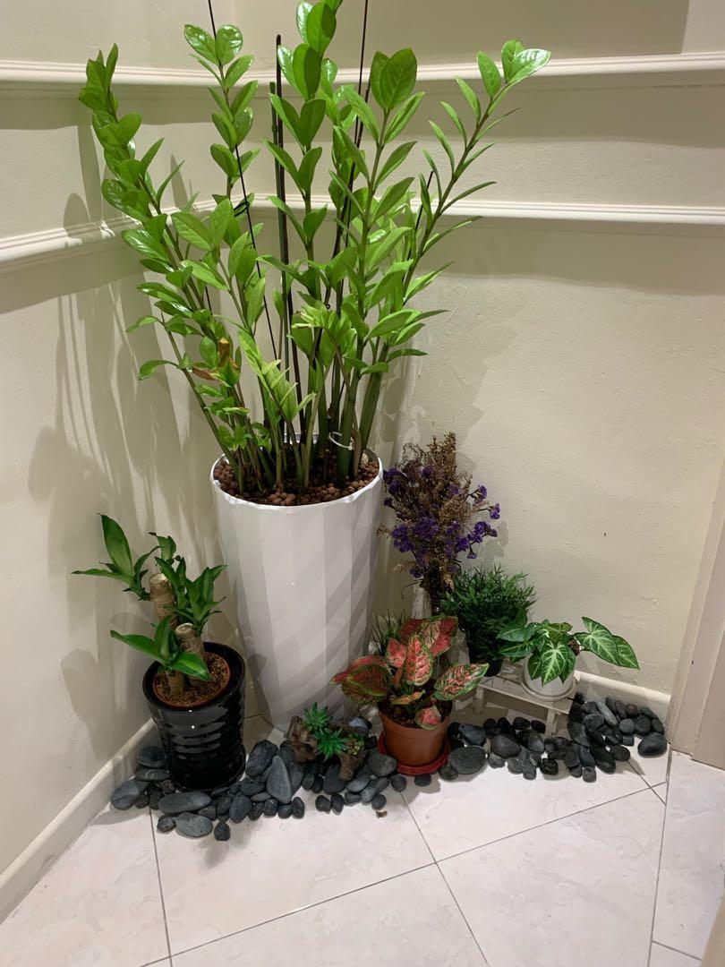 Full Set Indoor plant sales tall pot, Furniture & Home Living