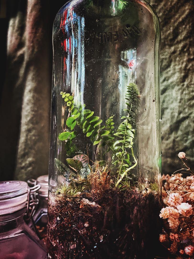 Liquor bottle terrarium Intoxicated by You series, Furniture & Home