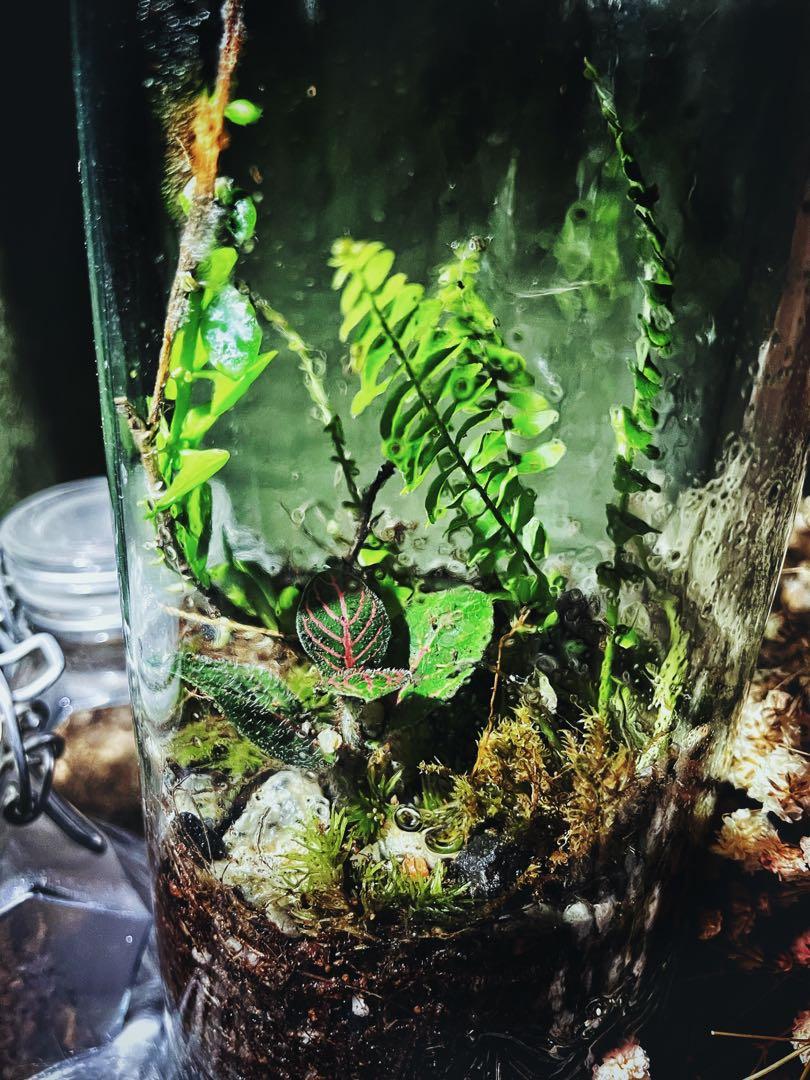 Liquor bottle terrarium Intoxicated by You series, Furniture & Home