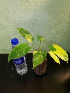 (Category: ) located in . Submitted by plantsguys (Listing ID 1136386025, Image 1). Description: .