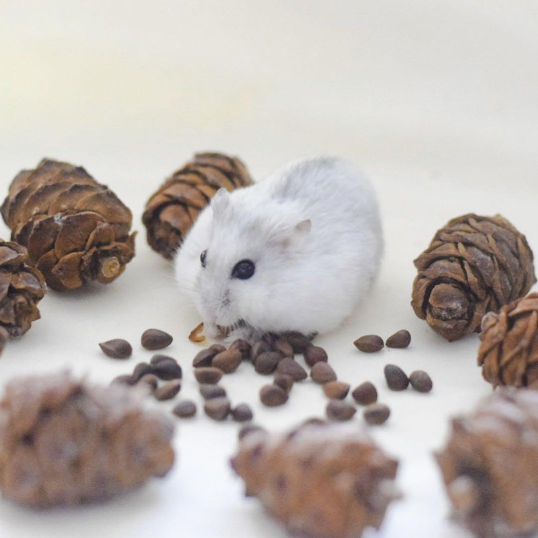 [BACK IN STOCK] SHELLED PINE SEEDS PINE NUTS for HAMSTERS, BIRDS AND