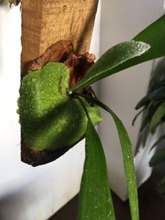 (Category: ) located in . Submitted by garden_pride (Listing ID 1136232615, Image 1). Description: .