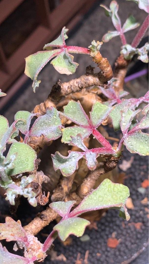 種子3粒】 Cyphostemma betiforme 手っ取り早く