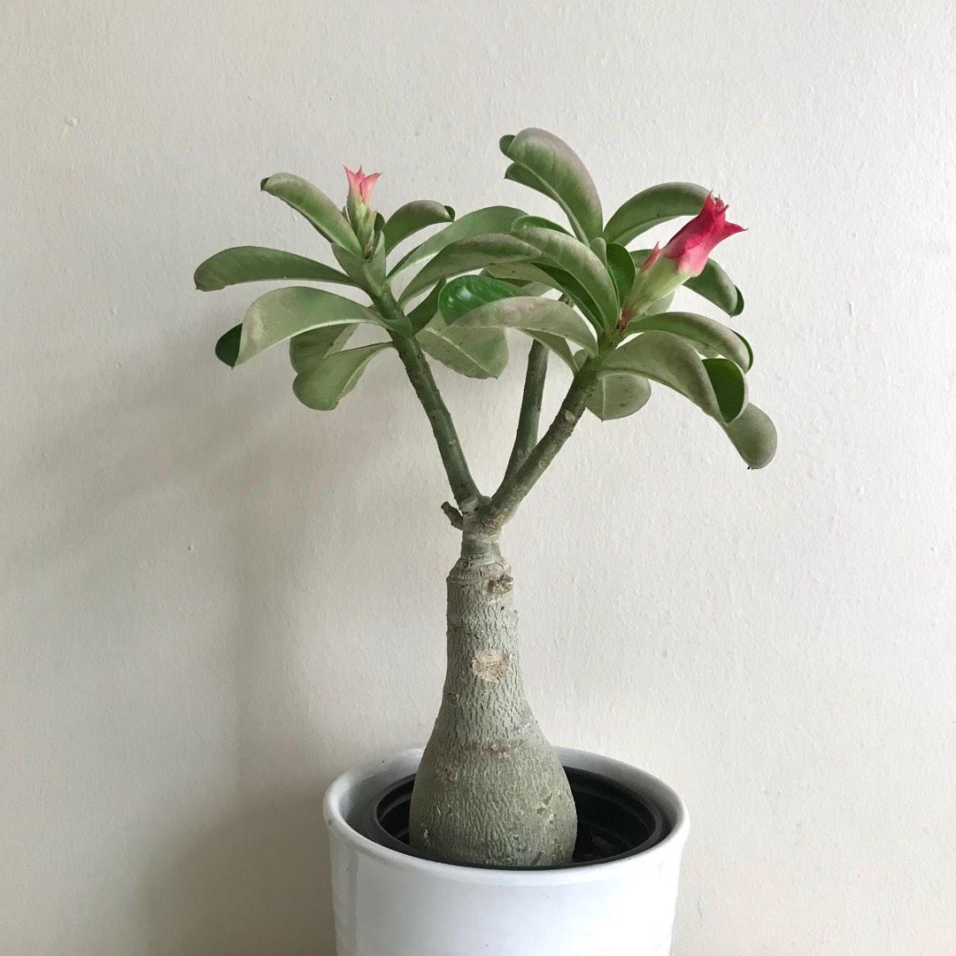 Adenium, Furniture & Home Living, Gardening, Plants & Seeds on Carousell
