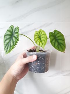 (Category: ) located in . Submitted by findingplants (Listing ID 1188016942, Image 1). Description: .