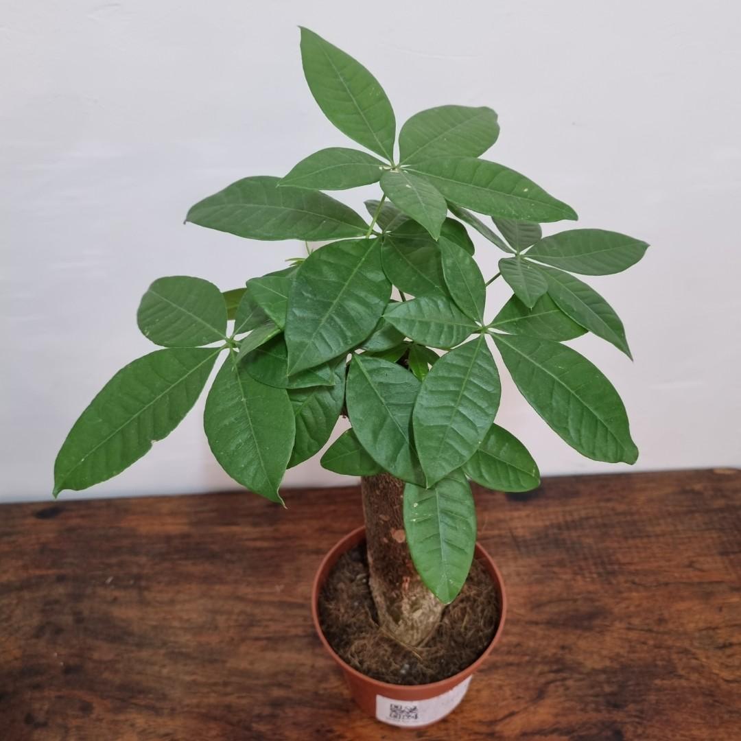 Bonsai Money Tree, Furniture & Home Living, Gardening, Plants & Seeds