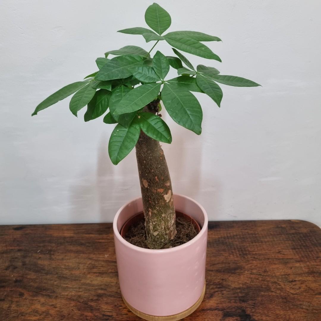 Bonsai Money Tree, Furniture & Home Living, Gardening, Plants & Seeds