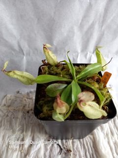(Category: ) located in . Submitted by sgkillerplants (Listing ID 1188038355, Image 1). Description: .